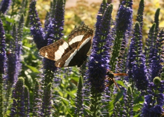 Veronica with white admiral